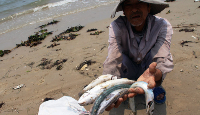 Hiện tượng cá chết ở miền Trung, nguyên nhân và hệ quả